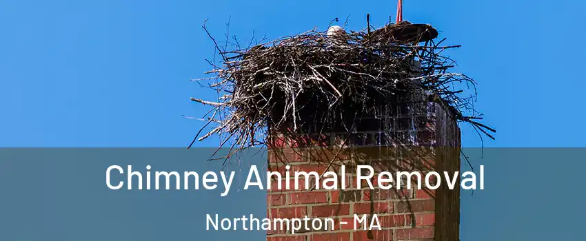  Chimney Animal Removal Northampton - MA