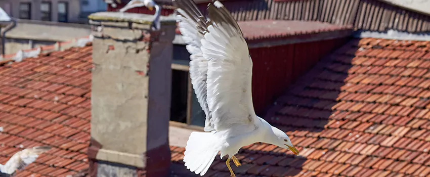 Residential Chimney Animal Removal Solution in Northampton, MA