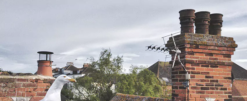 Chimney Cleaning And Restoration in Northampton, Massachusetts